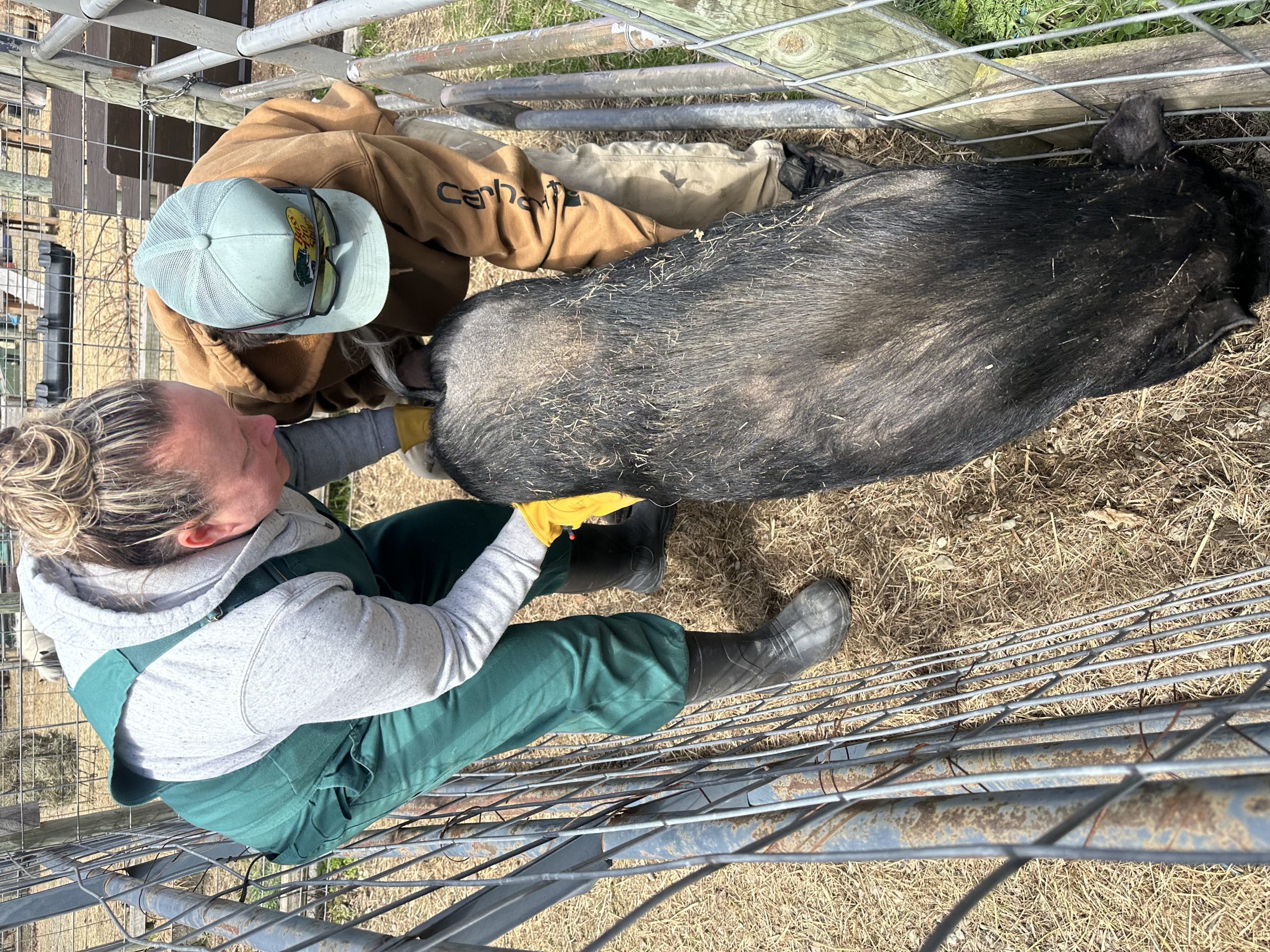 Herd Consultations